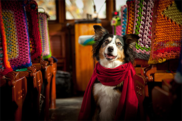 Border Collie Dog sitting on a Vintage Talking Tram wearing a scarf